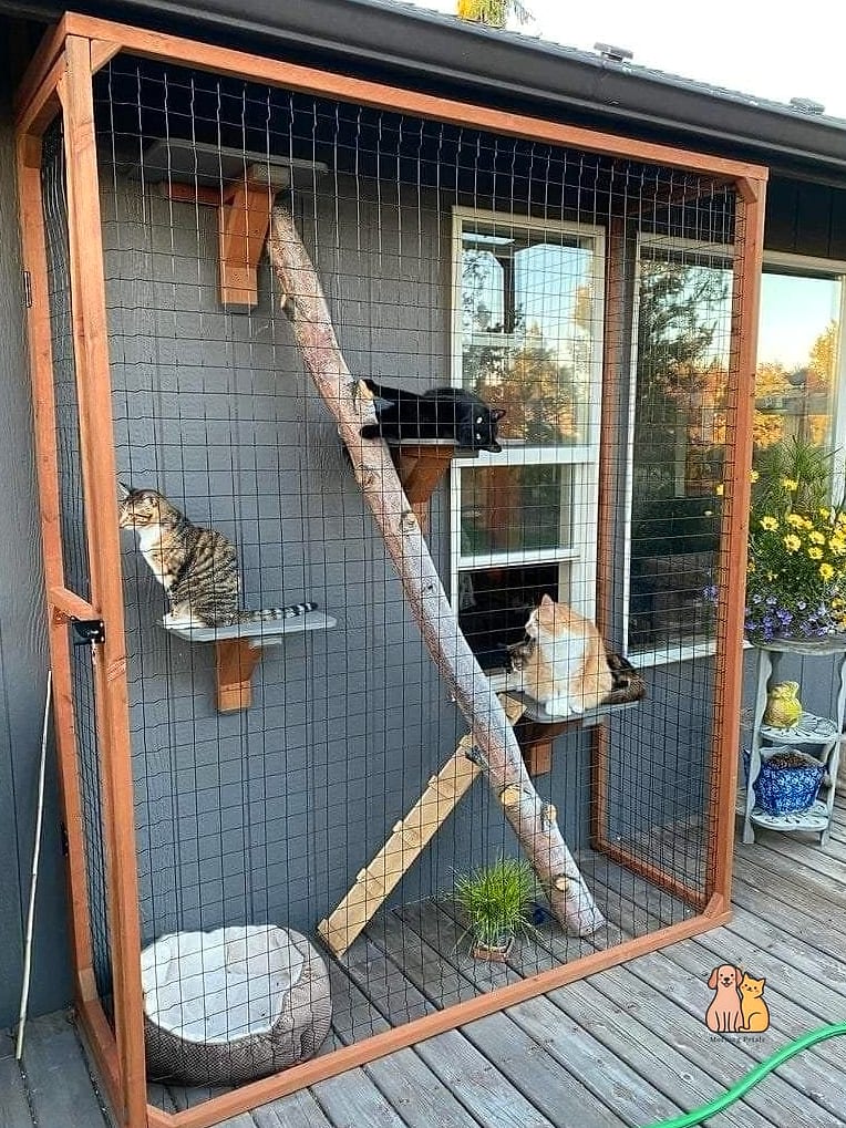 The Outdoor Catio Tree