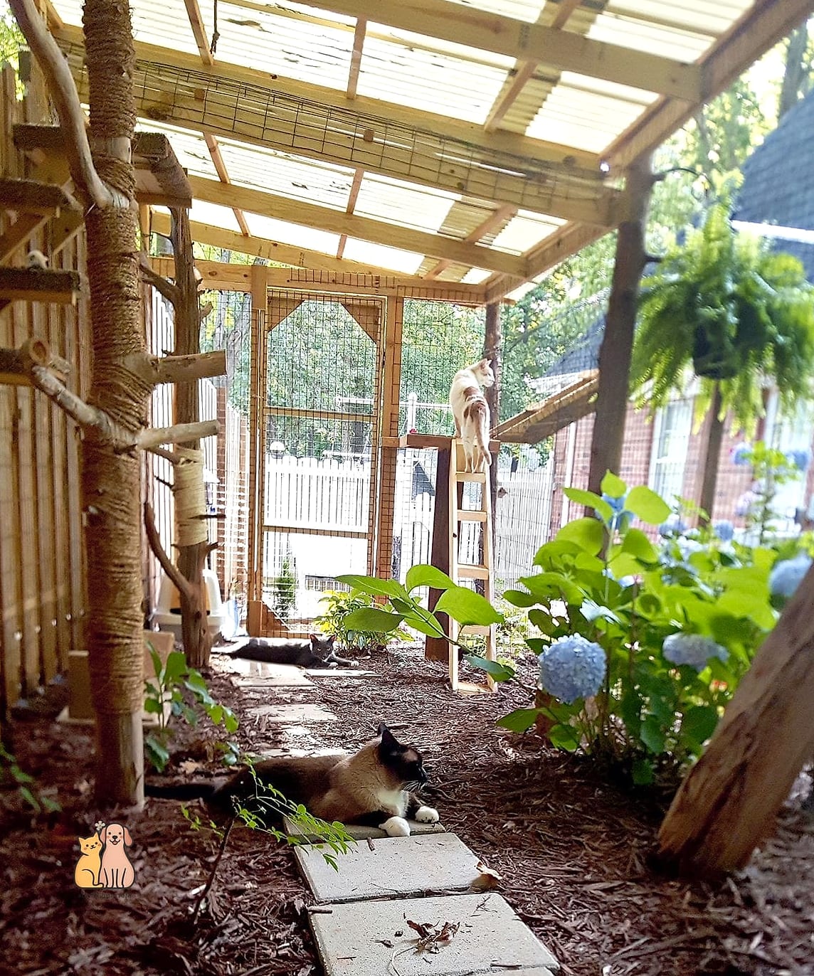 15 Genius Cat Food Setup Ideas Your Pet Will Beg For More 12 The Outdoor Catio Feeding Nook