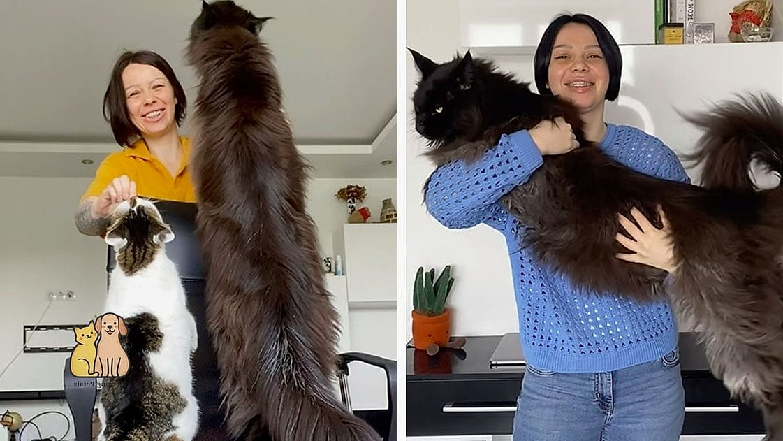23 Heartwarming Giant Cat Shaped Beds That Will Make Your Day 4 The Oversized Cat Paw Print Bed