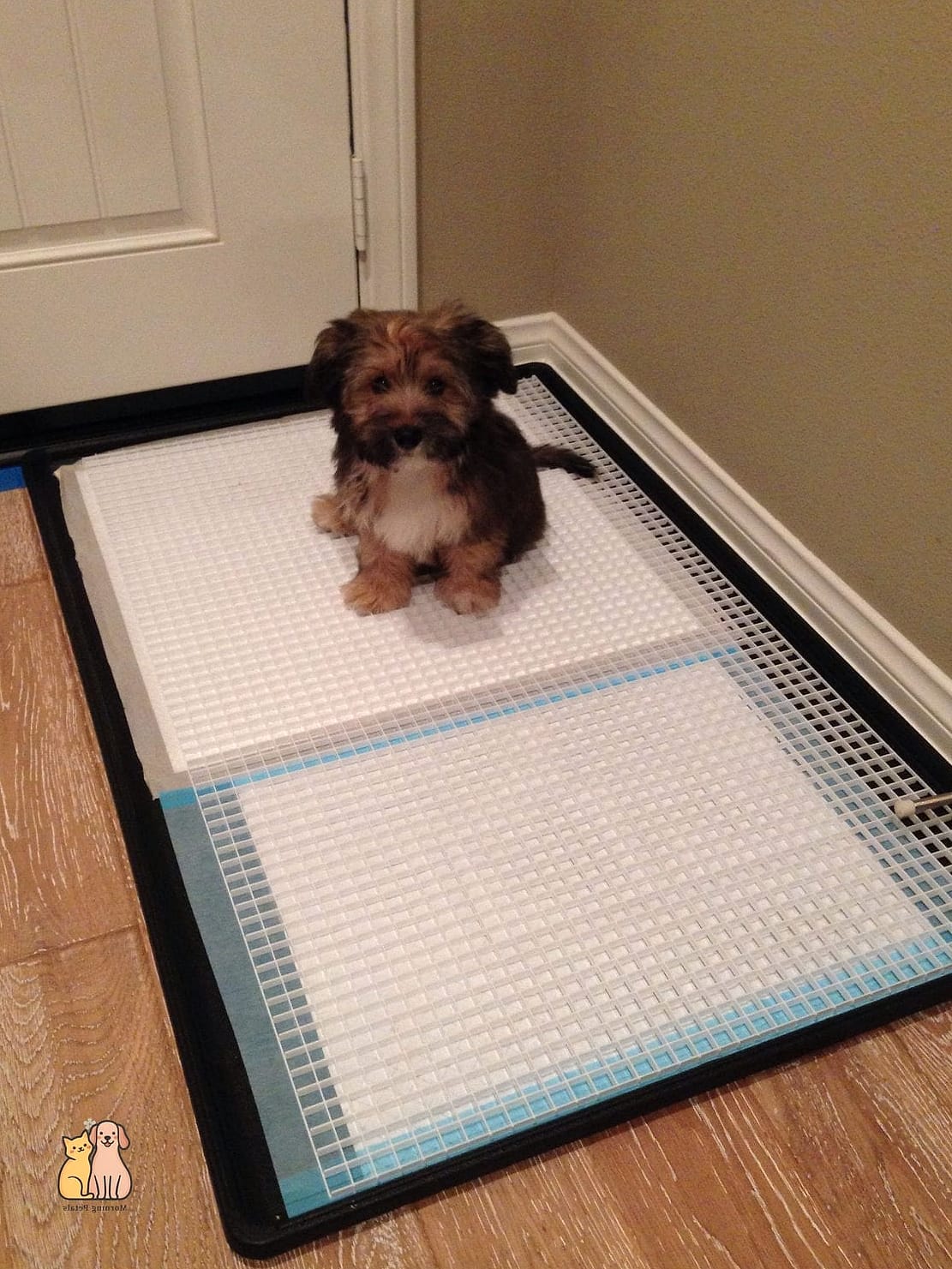25 Amazing Dog Pee Pads That Will Restore Your Faith in the World 22 The Pad with Built-In Odor-Neutralizing Spray Layer