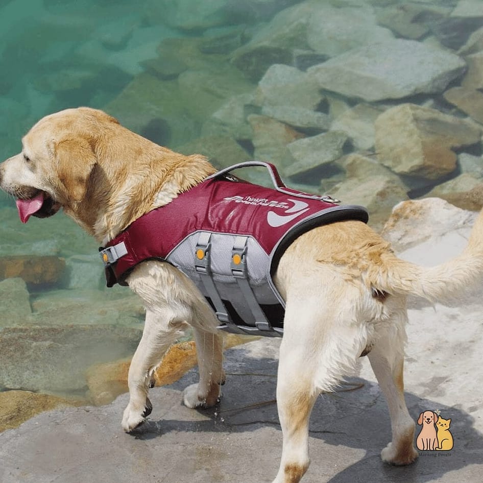 The Padded Chest Support Vest