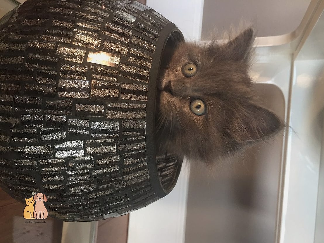 50 Budget-friendly Cat Food Station Ideas Your Pet Will Beg For More 24 The Painted Cinder Block Feeder