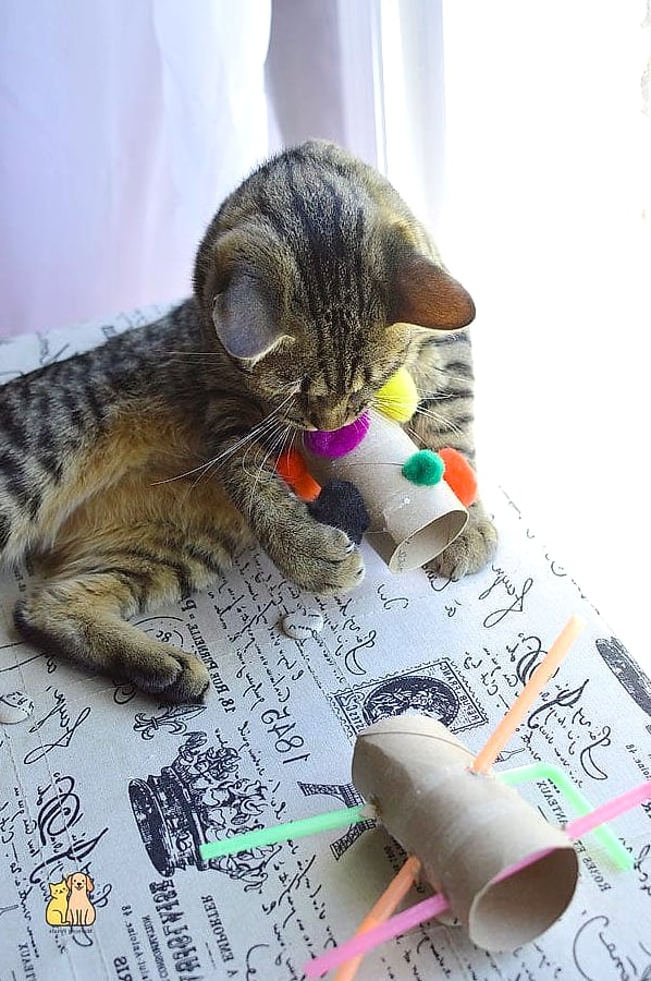 45 Easy Diy Cat Toys to Try Right Now 23 Paper Towel Roll Treat Dispenser
