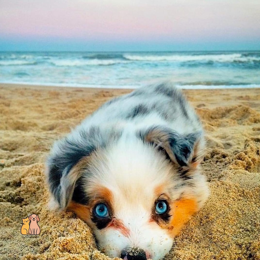 23 Precious Cute Dog Houses That Are Too Cute to Handle 4 The Pastel Beach Bungalow