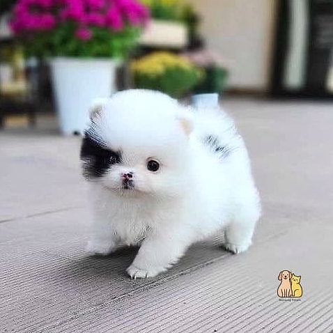 15 Gorgeous Small Dog Sweaters That Will Restore Your Faith in the World 11 The Pastel Pom-Pom Trim Sweater