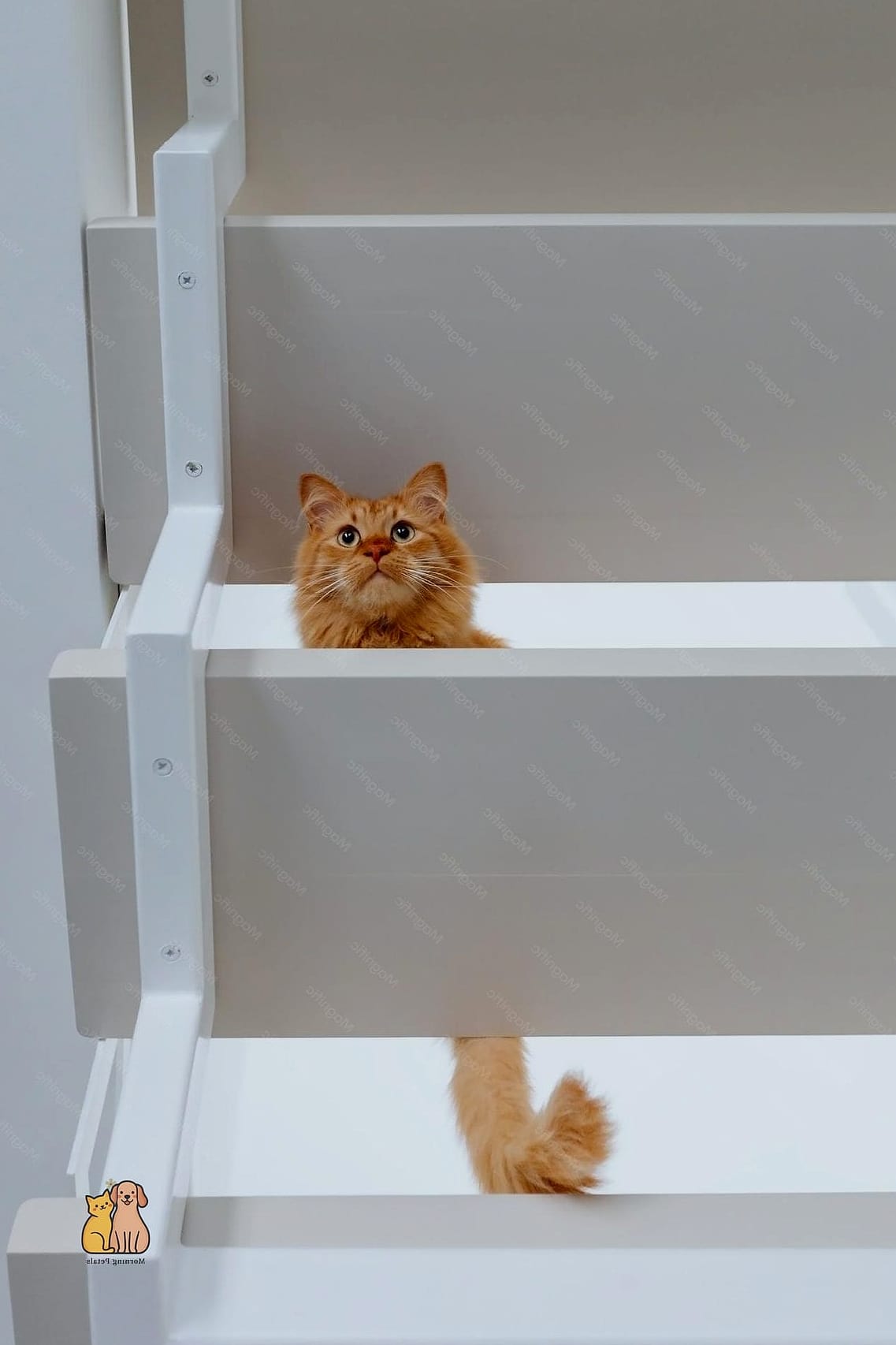Peaches the Apartment Queen