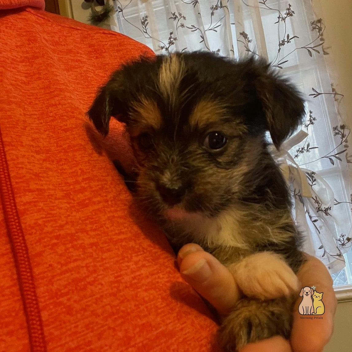 Peanut