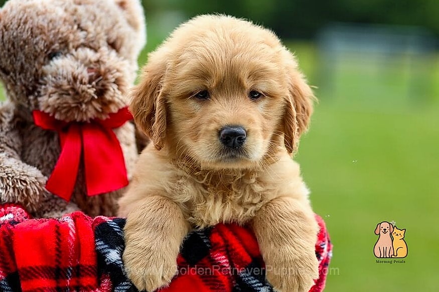 The Golden Retriever Names: Everything You Need to Know 23 Penny