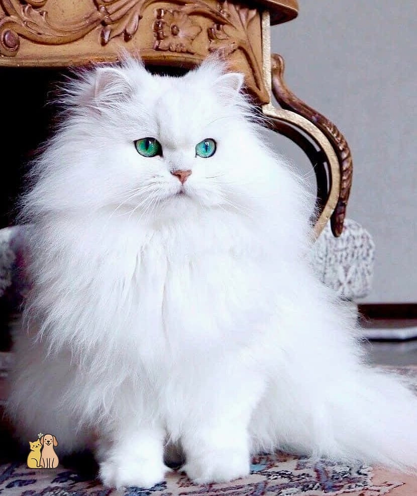 The Persian