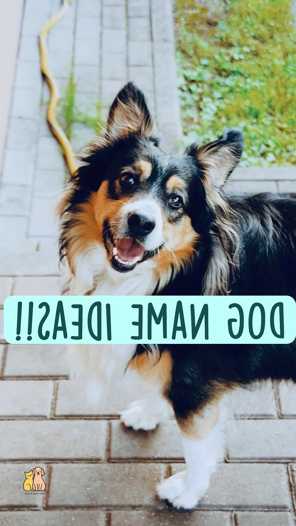 20 Stunning Aesthetic Dog Bed Guaranteed to Make You Smile 8 The Personalized Name Dog Bed