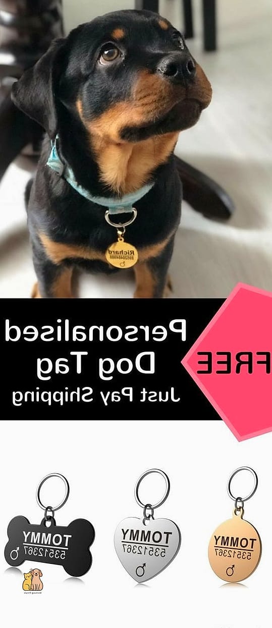 23 Budget-friendly Dog Bed Ideas For Living Room That Are Going Viral 20 The Personalized Name Dog Bed