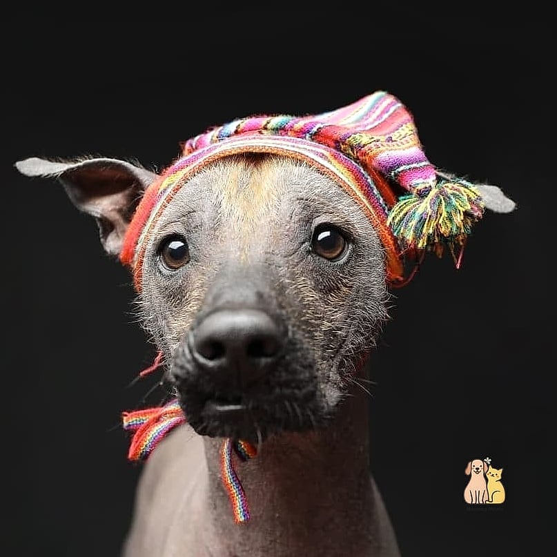 45 Cute Dogs That Dont Shed That Will Restore Your Faith in the World 37 Peruvian Inca Orchid (Coated Variety)