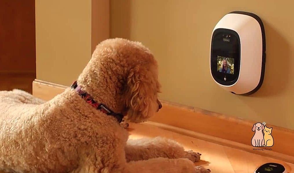 A Pet Camera for Those Work-From-Office Days