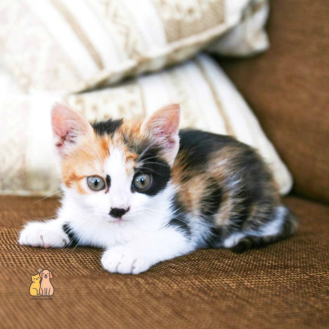 The Petite Calico With Tiny Orange Ears
