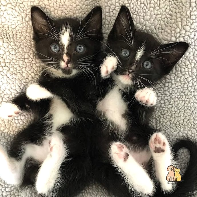 30 Incredible Fancy Tuxedo Cats That Will Make Your Day 11 The Petite Tuxedo Kitten
