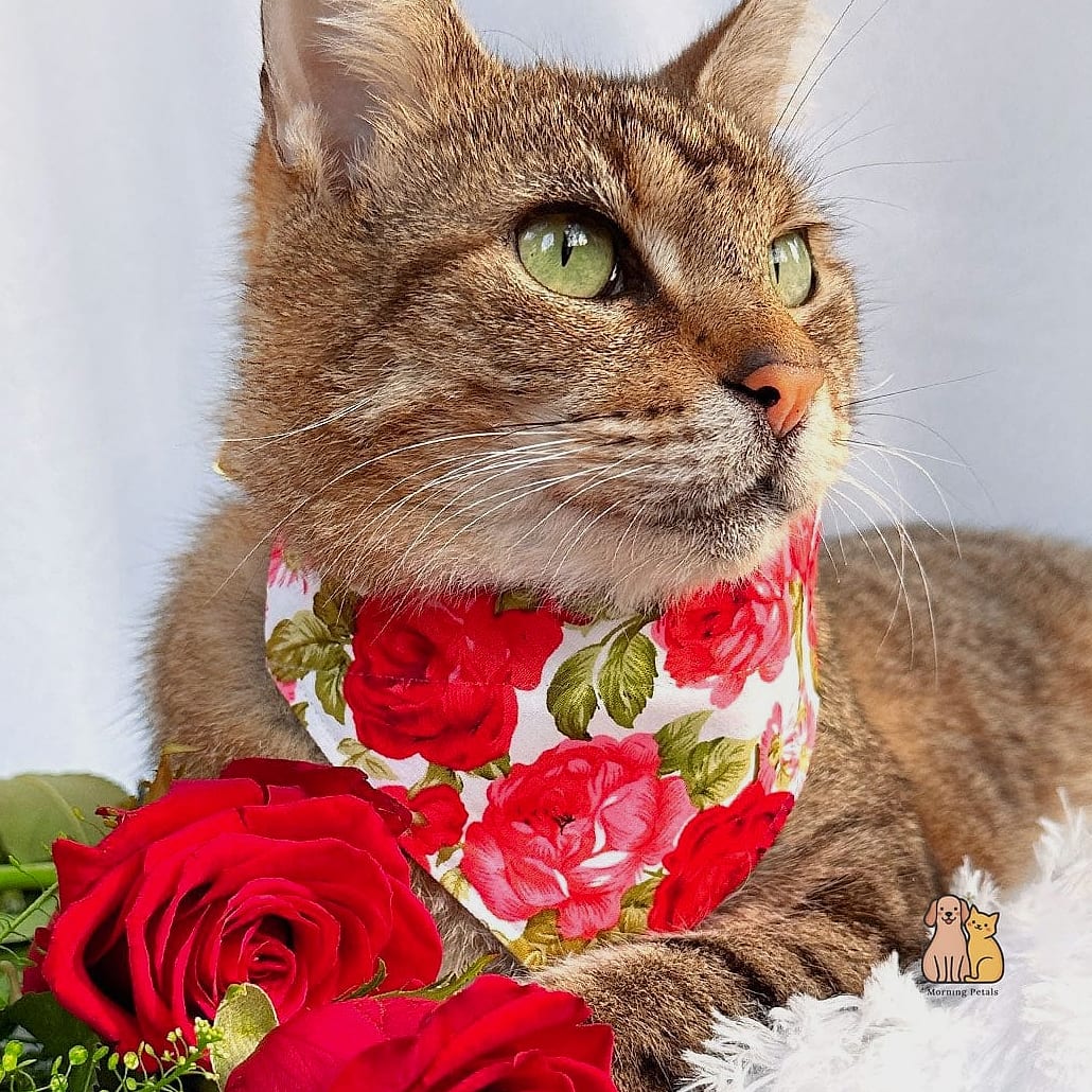 Pink Plaid Cat Bandana and Bow Tie Combo