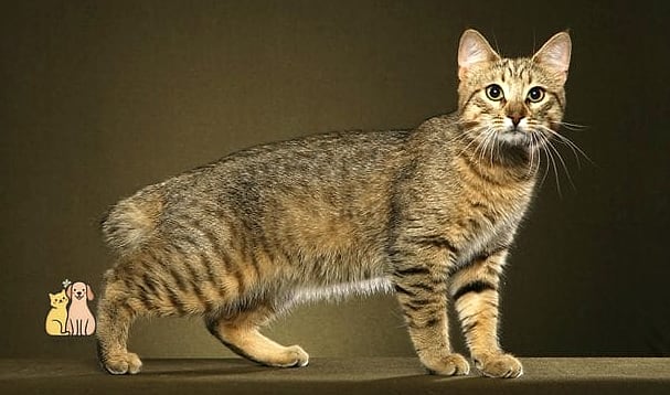 The Pixie-Bob's Bobcat Look