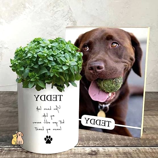 23 Perfect Dog Memorial Ideas Your Pet Will Love 8 Plant a Tree in Their Honor