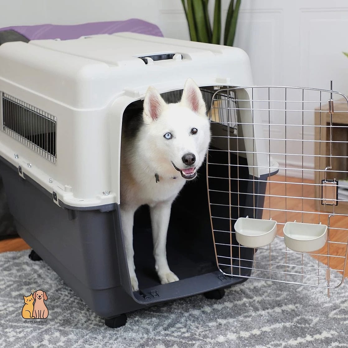 23 Precious Best Dog Crates That Prove Pets Are the Best 6 The Plastic Airline-Approved Crate