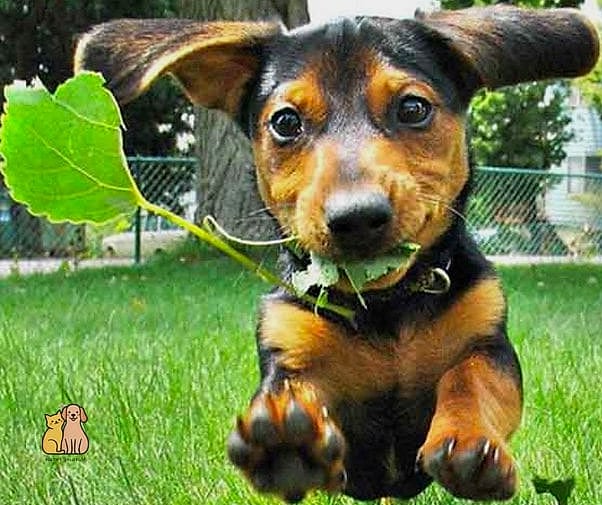 40 Adorable Wiener Dogs That Will Make Your Day 13 The Playful Puppy Wiggle Machine