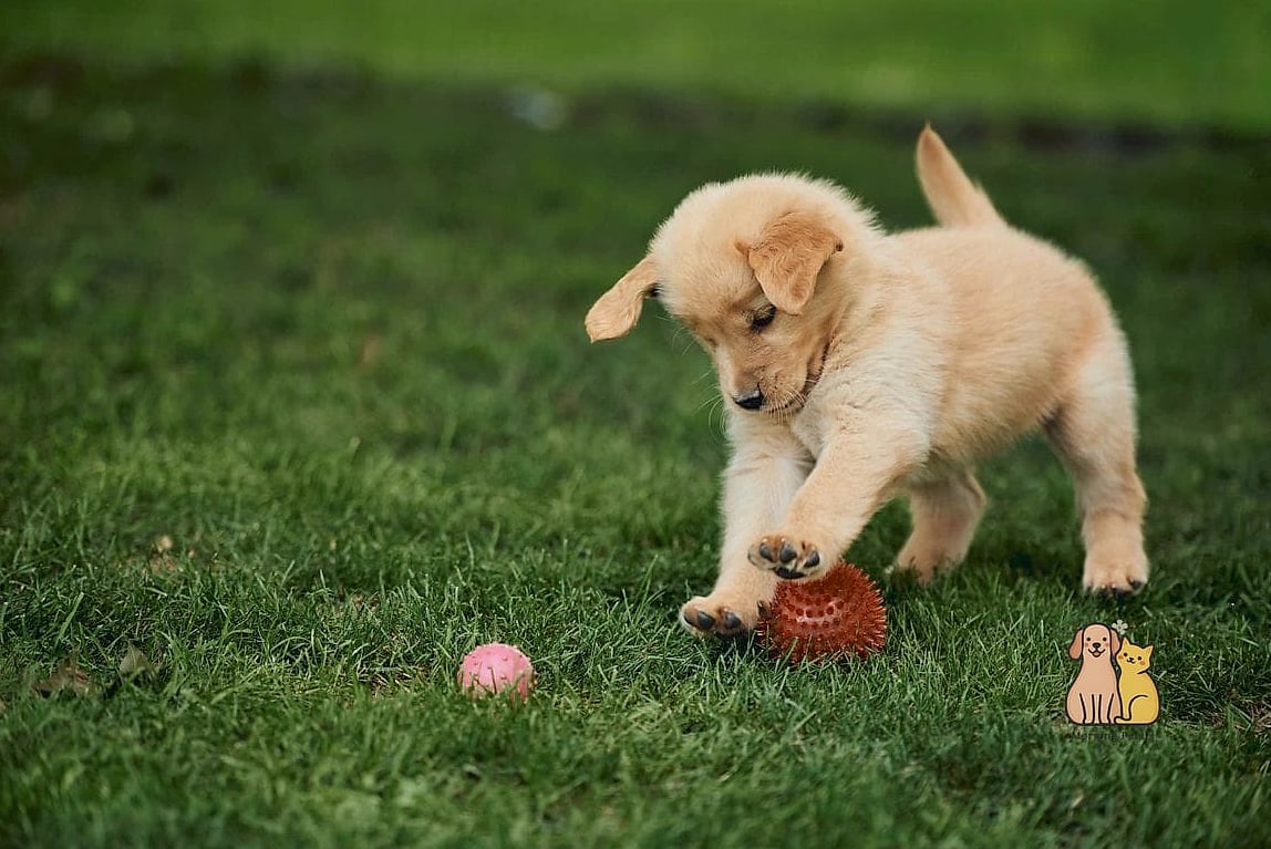 30 Incredible Dog Places In House You Need in Your Life Right Now 24 The Playful Puppy Zone