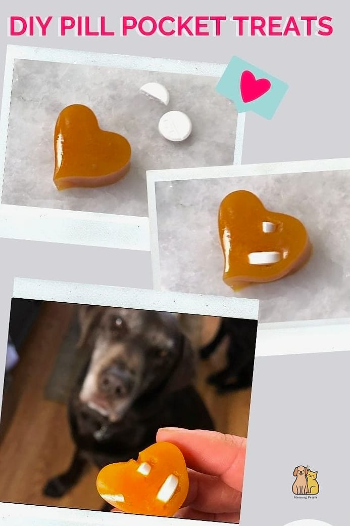 The Pocket Treat Holder Vest