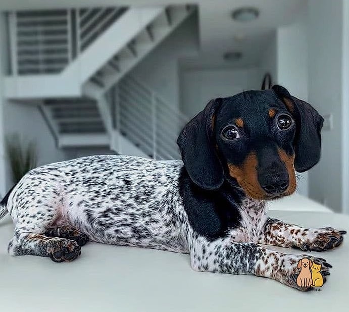 40 Adorable Wiener Dogs That Will Make Your Day 31 The Polka-Dot Dapple Darling