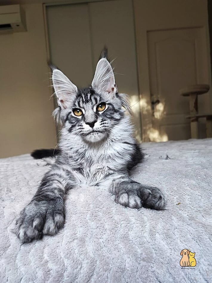 Polydactyl Maine Coons with Extra-Wide, Mitten-Like Paws