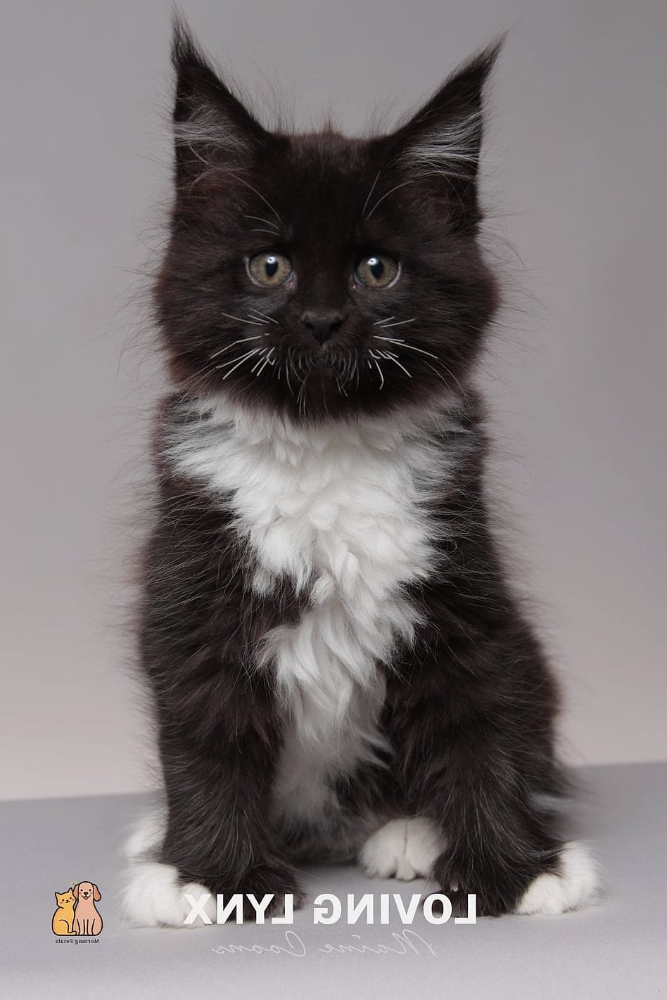 30 Incredible Fancy Tuxedo Cats That Will Make Your Day 21 The Polydactyl Tuxedo Cat