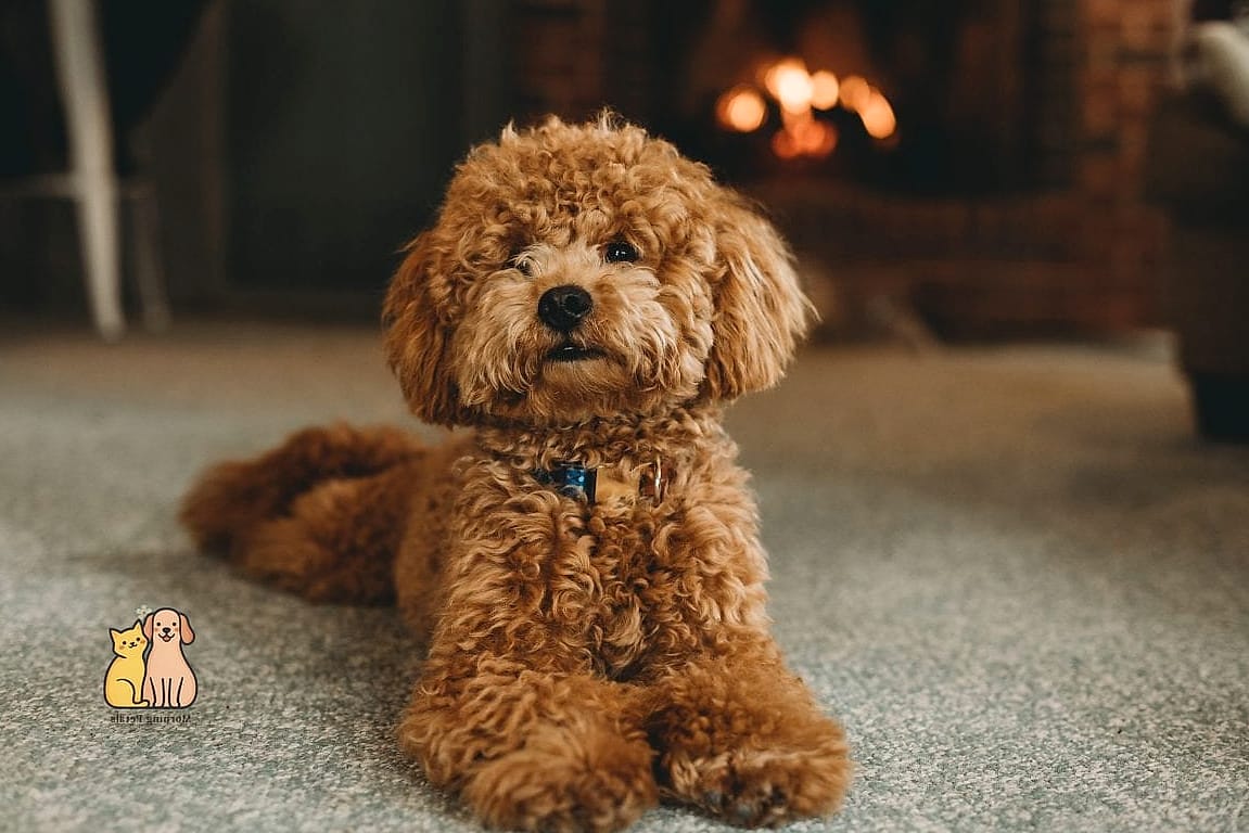 Poodle