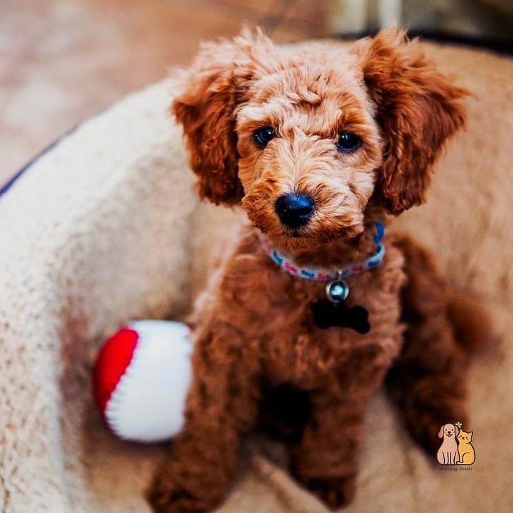 45 Cute Dogs That Dont Shed That Will Restore Your Faith in the World 2 Poodle