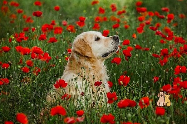 Poppy
