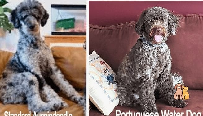 45 Cute Dogs That Dont Shed That Will Restore Your Faith in the World 6 Portuguese Water Dog