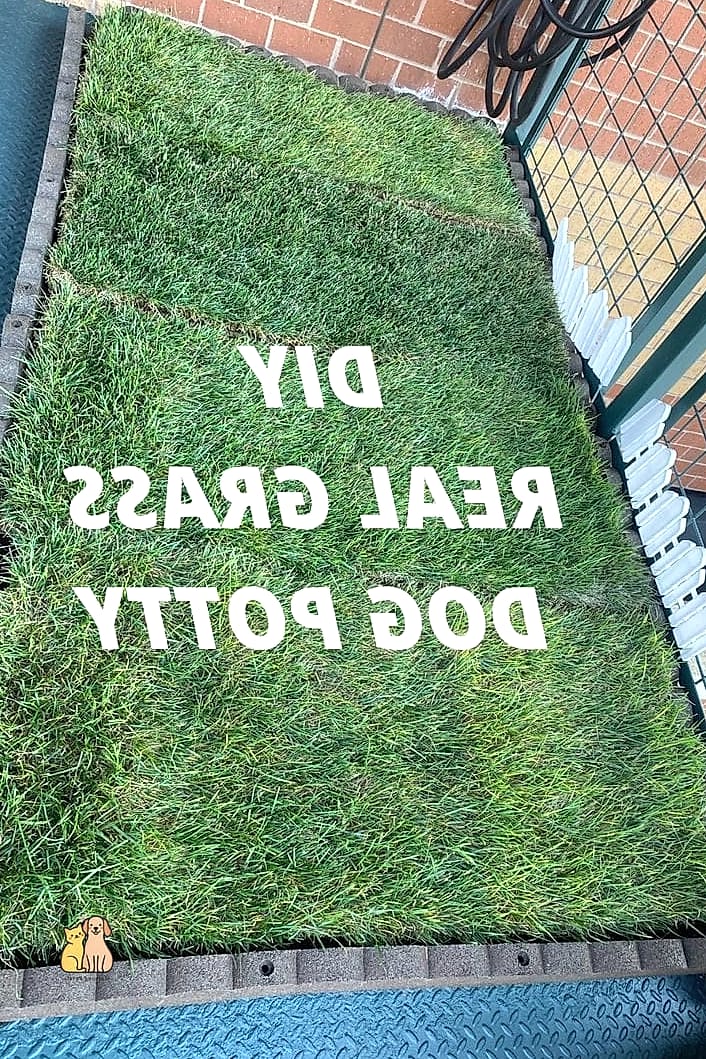 30 Perfect Outdoor Dog Potty Area on a Budget 16 Potty Patch with Real Sod Squares