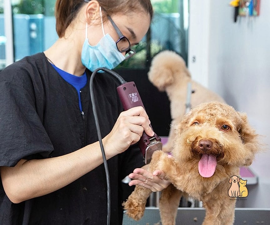 20 Stunning Dog Grooming Scissors You Need in Your Life Right Now 9 Professional 8-Inch Straight Shears