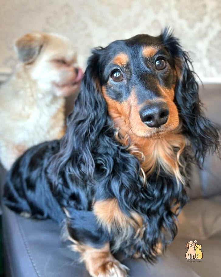 40 Adorable Wiener Dogs That Will Make Your Day 28 The Professional Lap Warmer