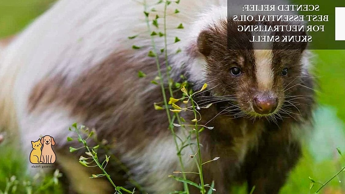 20 Stunning Skunk Smell Out Of Dog Guaranteed to Make You Smile 4 Protect Yourself Before Cleaning Your Dog