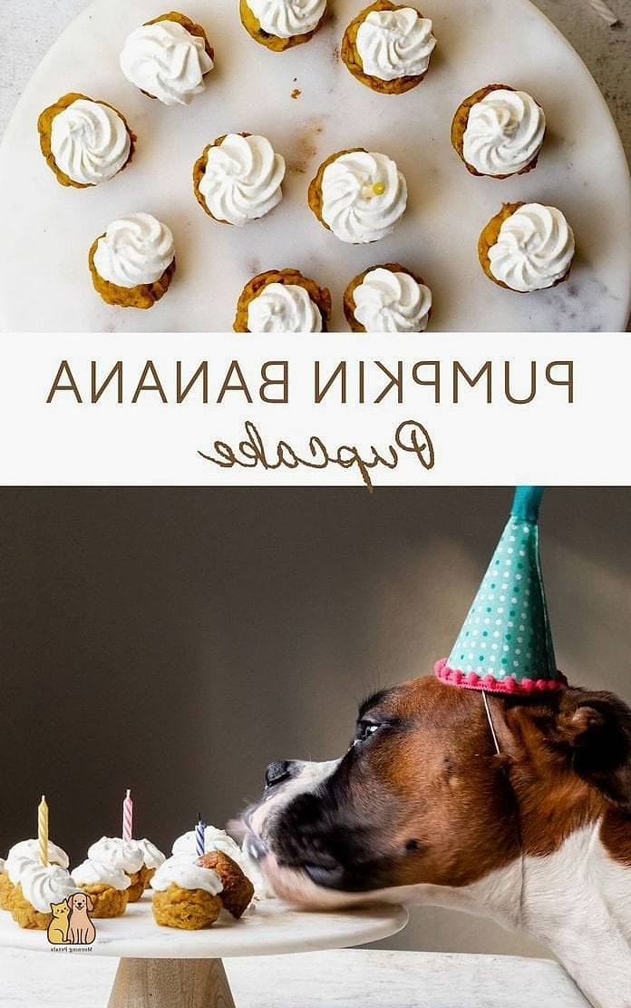 20 Easy Dog Cake Recipes Your Pup Will Go Crazy For 4 Pumpkin Spice Dog Cake