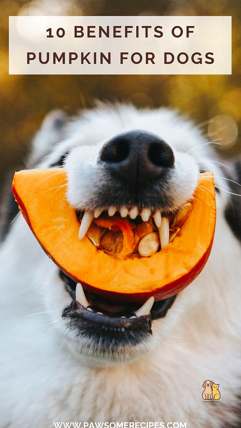 15 Gorgeous Dog Remedies That Prove Pets Are the Best 2 Pumpkin Support for Digestive Comfort