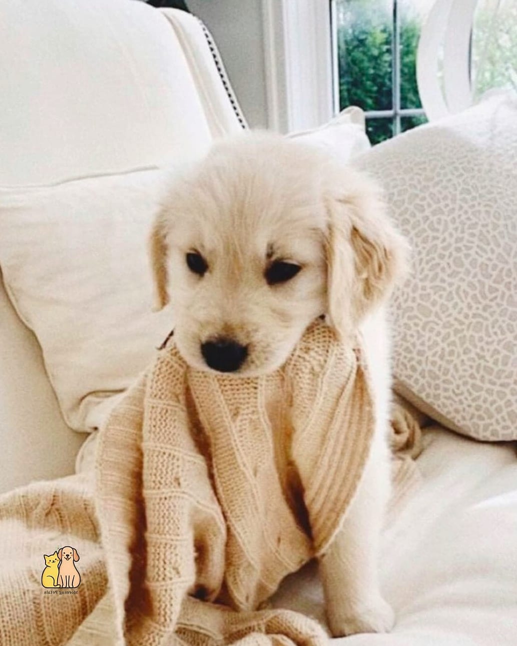 20 Stunning Aesthetic Dog Bed Guaranteed to Make You Smile 18 The Puppy-Friendly Washable Dog Bed