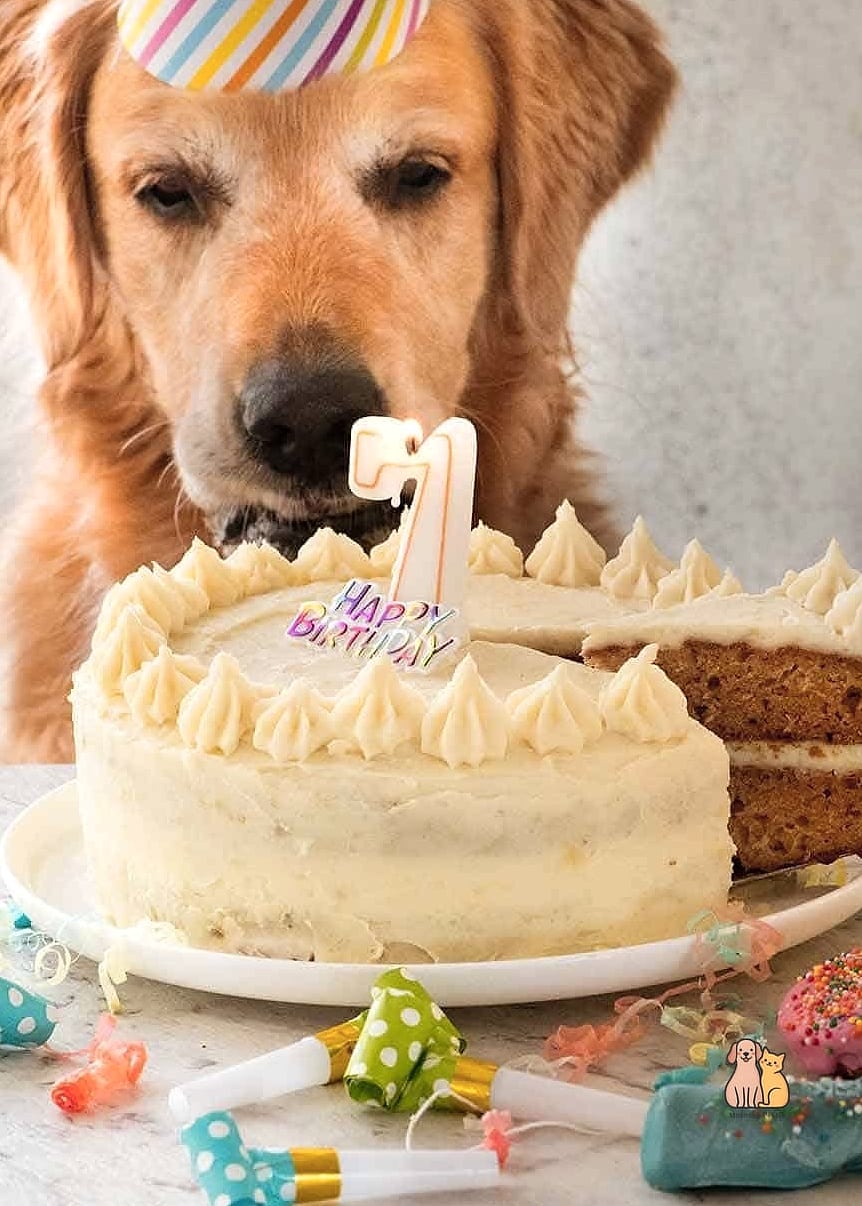 20 Easy Dog Cake Recipes Your Pup Will Go Crazy For 21 Puppy-Friendly First Birthday Cake