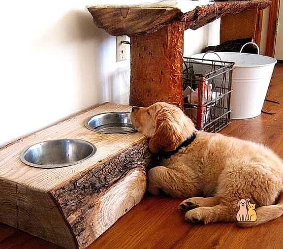 Puppy-Friendly Feeding Station