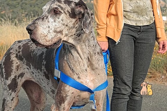 The Puppy Love Heart Print Harness