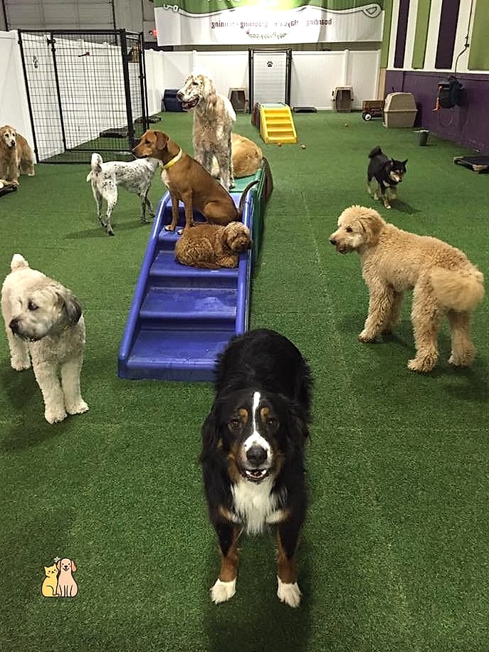 24 Easy Dog Boarding Facility Ideas That Will Inspire You 17 Puppy Play Pens
