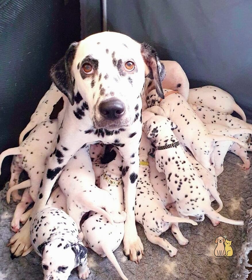 30 Incredible Dalmatian Puppies You Need in Your Life Right Now 16 The Puppy Who Steals Socks