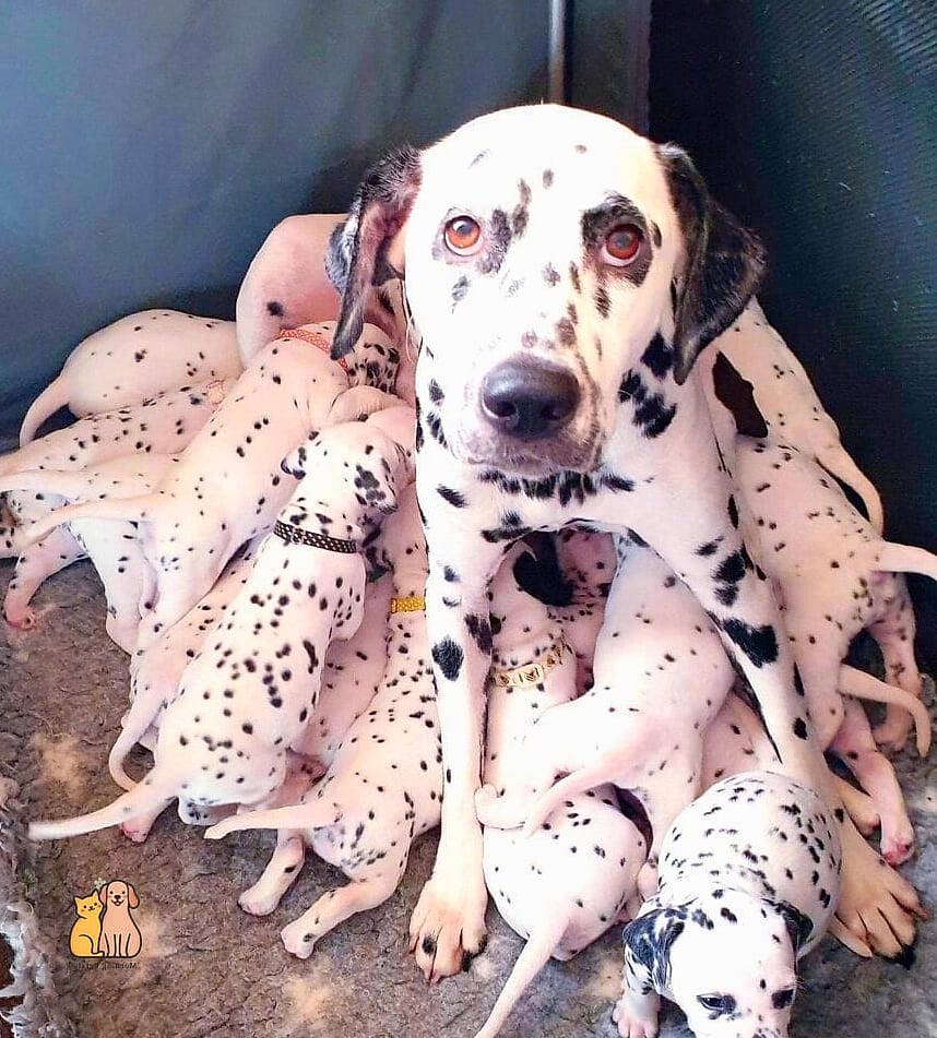 30 Incredible Dalmatian Puppies You Need in Your Life Right Now 20 The Puppy Who Runs the Show