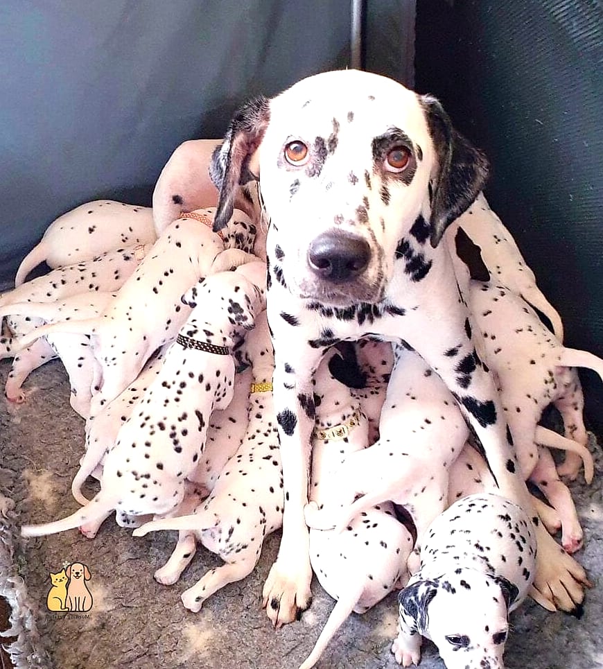 30 Incredible Dalmatian Puppies You Need in Your Life Right Now 29 The Puppy Who Loves Every Stranger