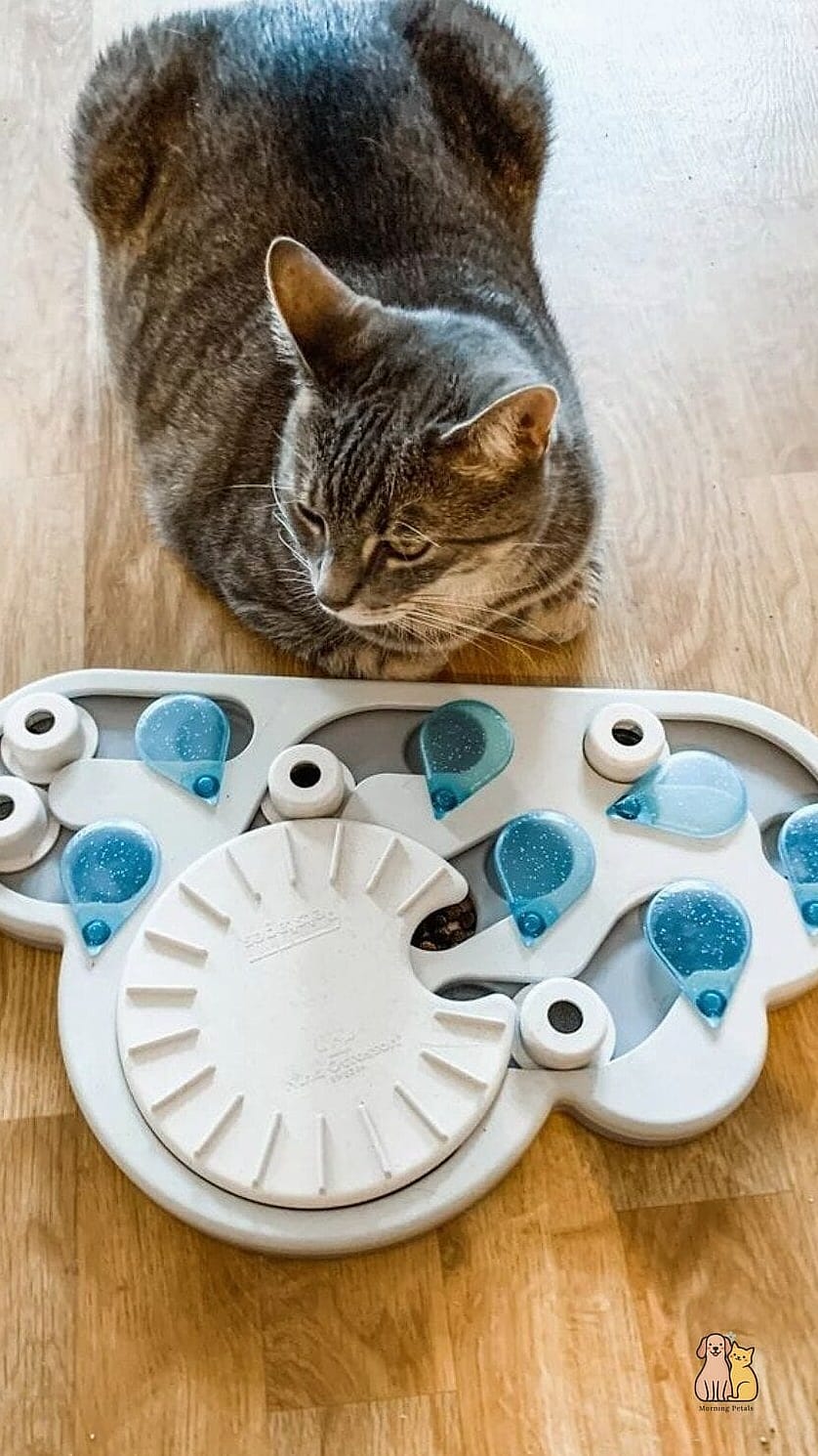 A Puzzle Feeder Play Station