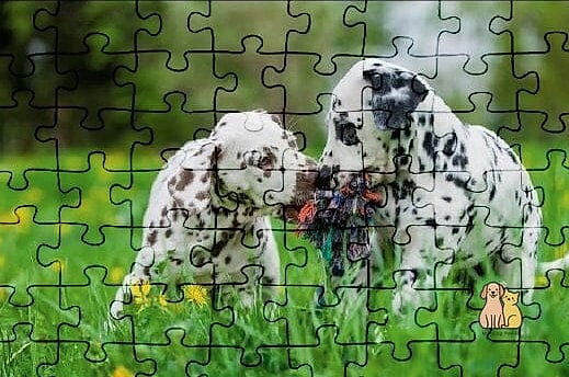30 Incredible Dalmatian Puppies You Need in Your Life Right Now 24 The Puzzle-Solver