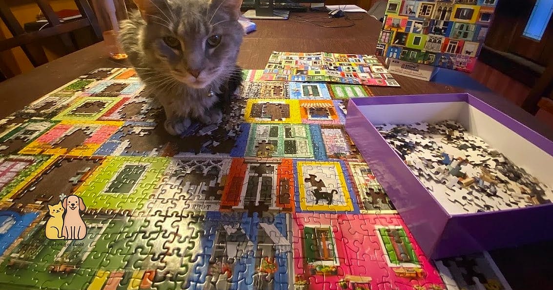 Puzzle-Style Cat Door
